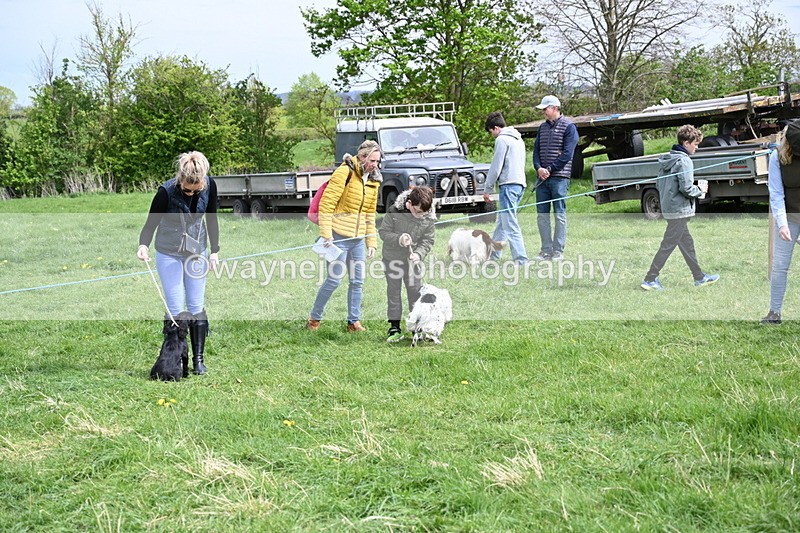 WJ6_8714 - Class 8 Best Working / Gun Dog or Bitch