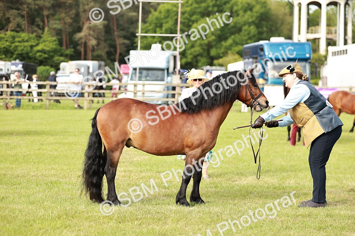 SBM_00524 - Class 14-23 - Mountain & Moorland In Hand Non Welsh