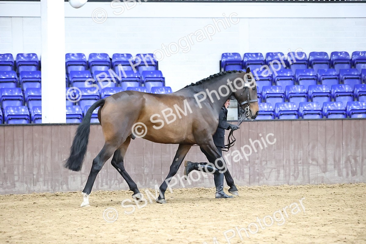 SBM_5733 - Class 3 - BSHA In Hand Show Hunter