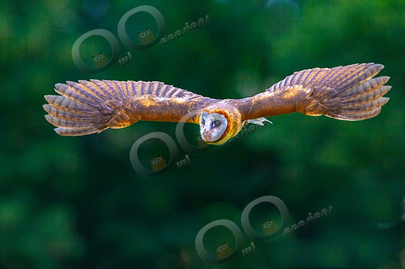 Ashy faced owl Tyto glaucops-8547 - Owls of the World
