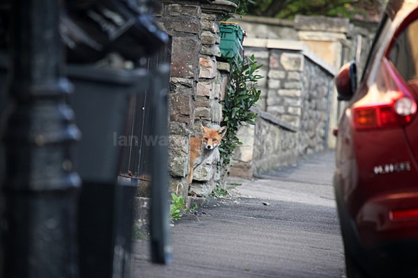  - Urban Foxes, Bristol, Great Britain