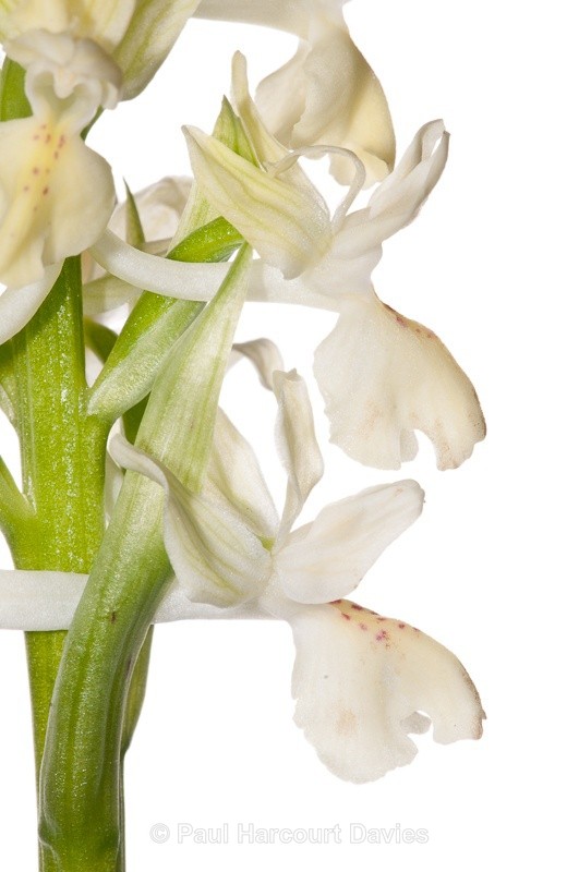  - WB: Orchids - Various
