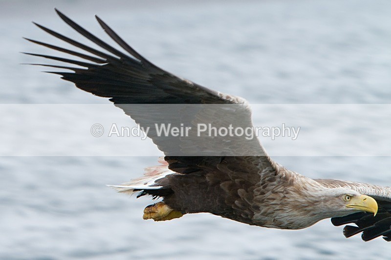 20120529-_MG_9257 - White Tailed Eagle
