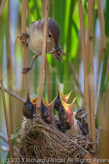 Reed Warbler (Acrocephalus scirpaceus) feeding chicks - Reed Warbler (Acrocephalus scirpaceus)