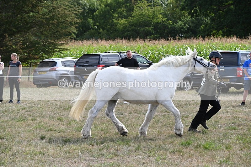 WJ6_6623 - Class 20 In-hand Cob