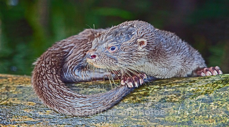 River Otter, Costa Rica - Costa Rican Wildlife