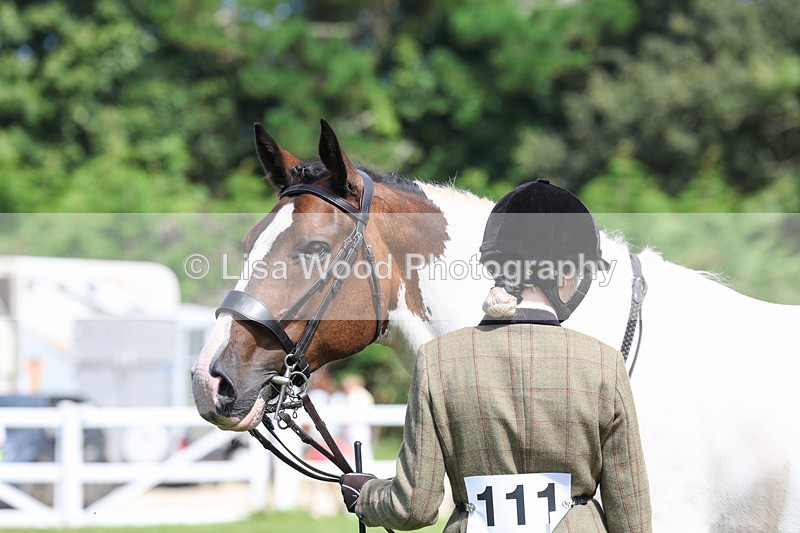 3E7A8744 - Class 5: Working Show Horse