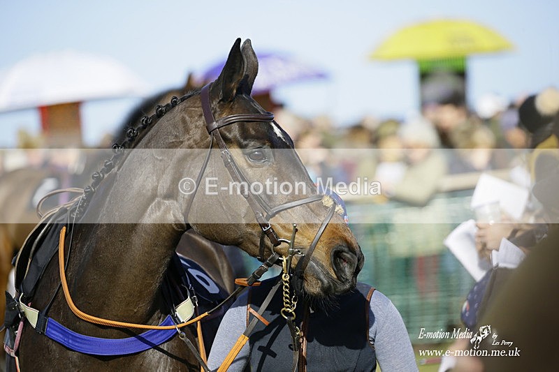 PtP 300122 63 - South Dorset Hunt - Point-to-Point Races 30/01/2022