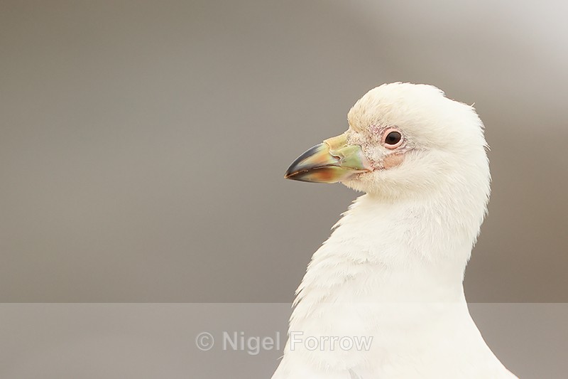 Snowy Sheathbill portrait, Saunders Island, Falklands - Snowy Sheathbill