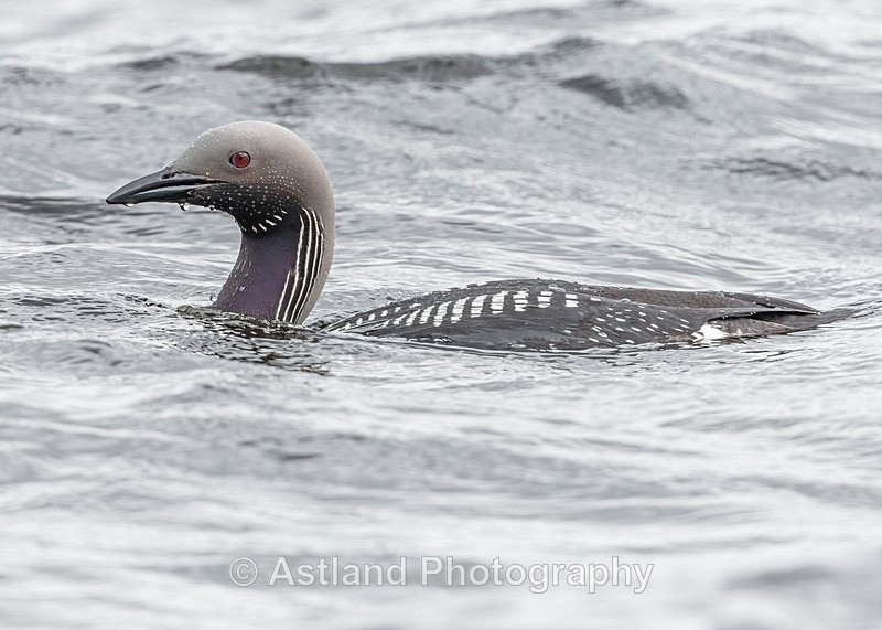 Astland Photography, Bird and Wildlife Images, Susan and Peter Wilson, U.K.
