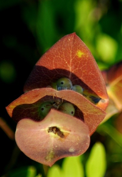 Buddy - Flowers and Plants