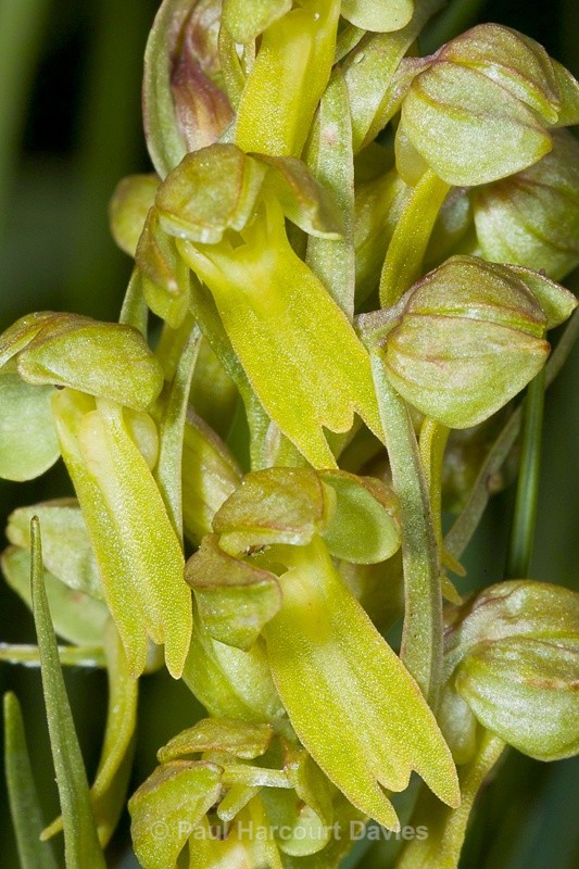  - Orchids - Various