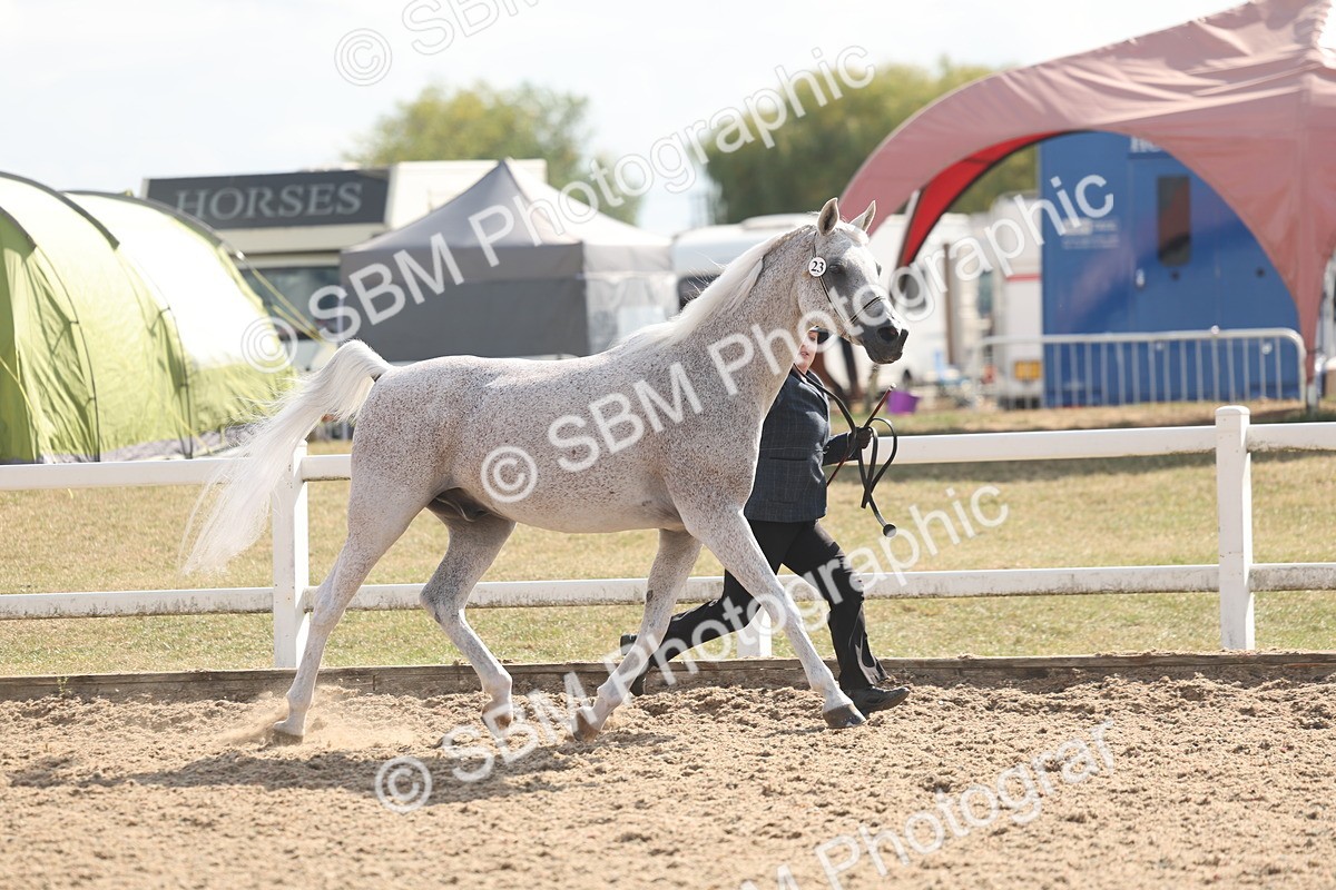 SBM_06842 - Class 25 - IH Foreign Breeds - Purebred