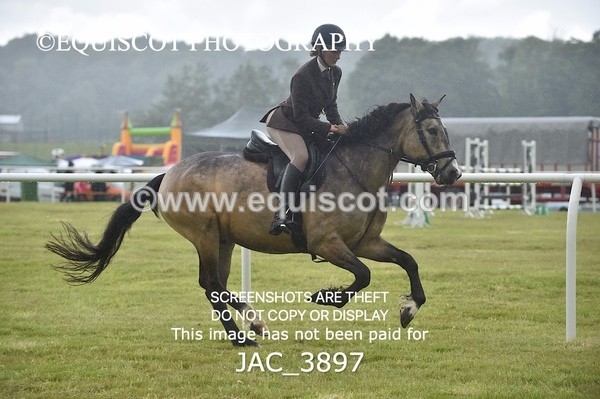 JAC_3897 - 55cm WORKING HUNTER