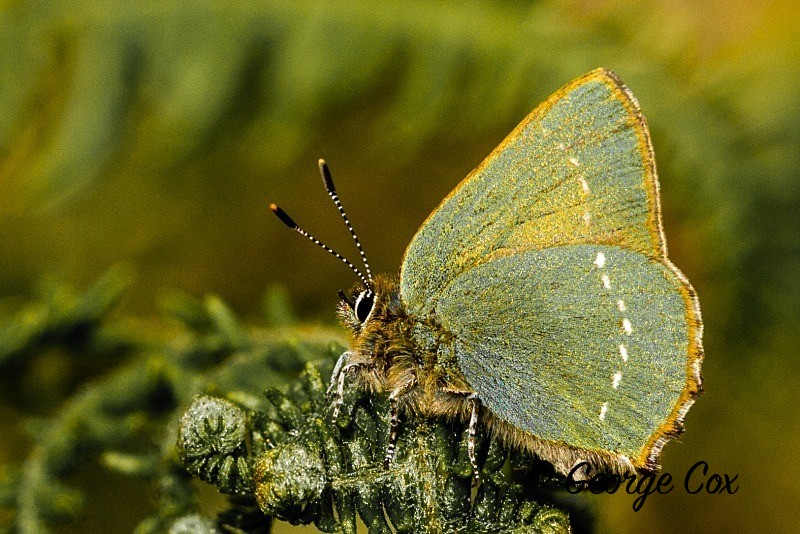 Green Hairstreak Butterfly - Callophrys rubi - British Butterflies