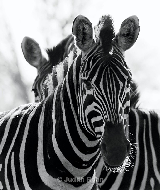 Burchells Zebra duo  - South Africa Birds and Mammals