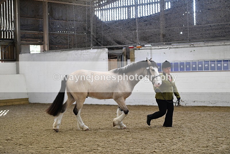 WJ5_4494 - Class 3 Part Bred In hand