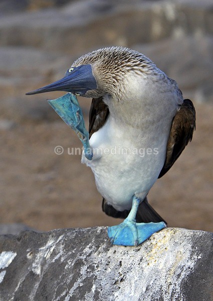 Blue-footed Booby 1 - Galapágos