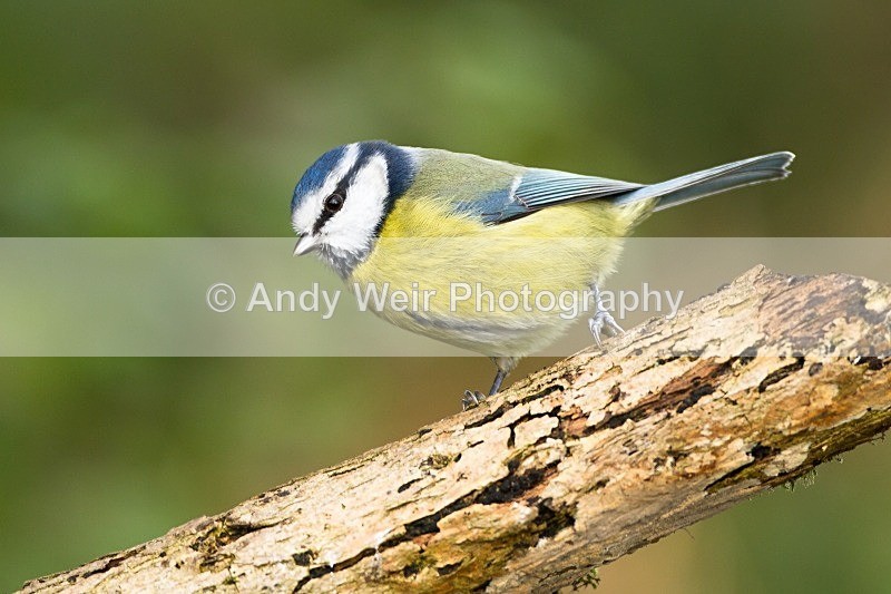 20121110-_MG_1345 - Blue Tit