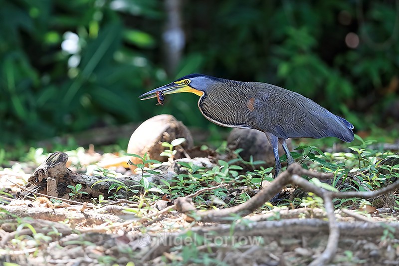 Bare-throated Tiger-Heron with crab, Drake Bay, Costa Rica - Bare-throated Tiger-Heron