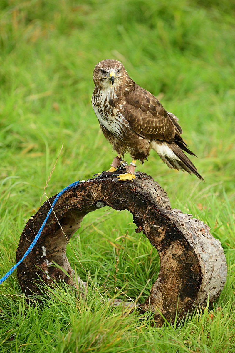  - West of England Falconry