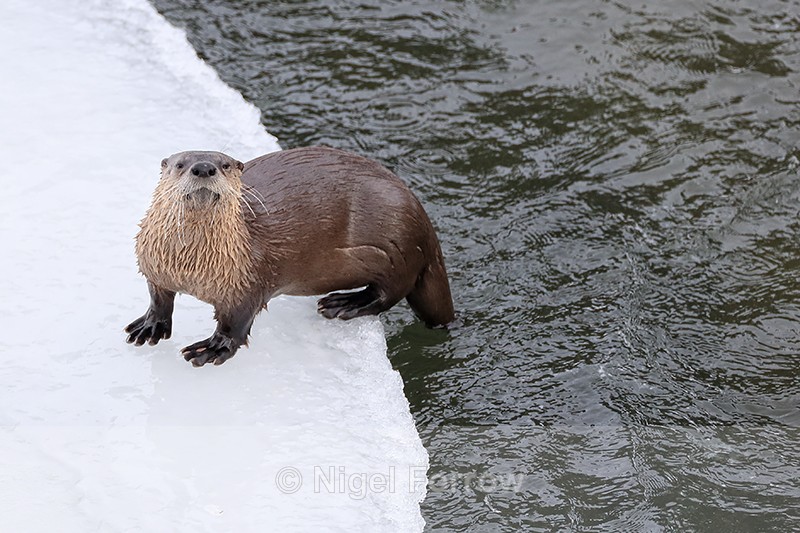 Yellowstone River Otter looks up, Wyoming, USA - Otter