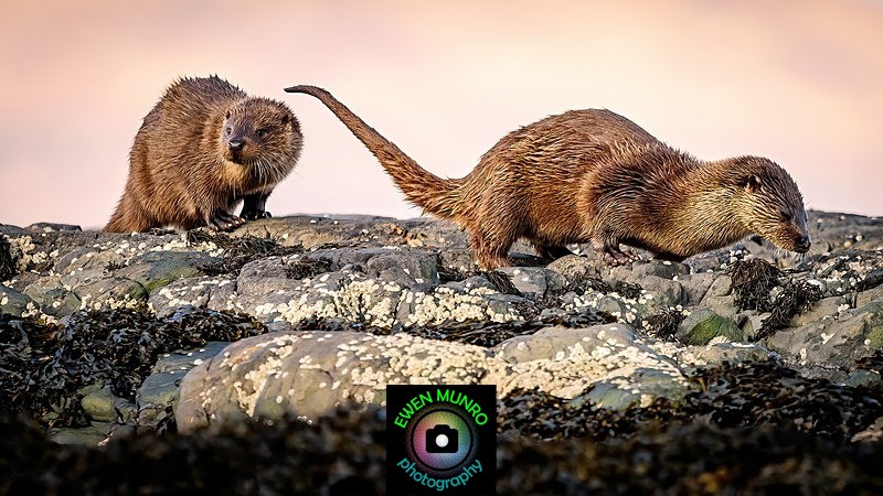 DO-24-Keills Peninsula, Lochgilphead - 'DRATSIE' (AKA Otters)