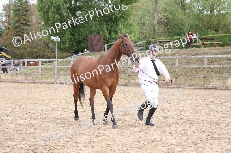20260831-1963 - Class 5 - Retraining of Racehorses