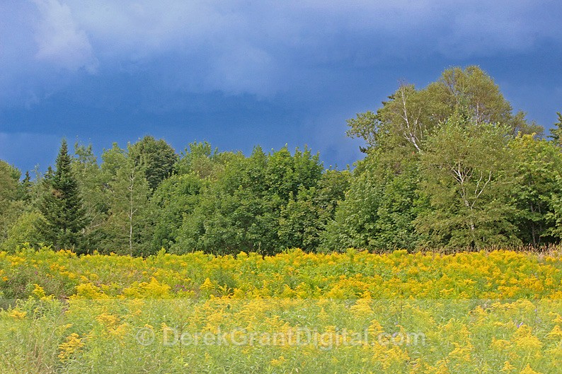 Goldenrod, Golden Light - Flora
