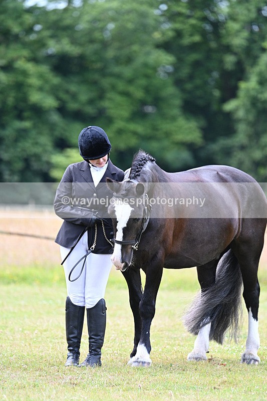 WJ7_7133 - Class 5a Most Handsome Gelding in Hand