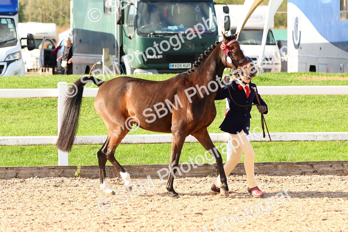 SBM_08644 - Class 203 - Young Handler 10 Years and Under