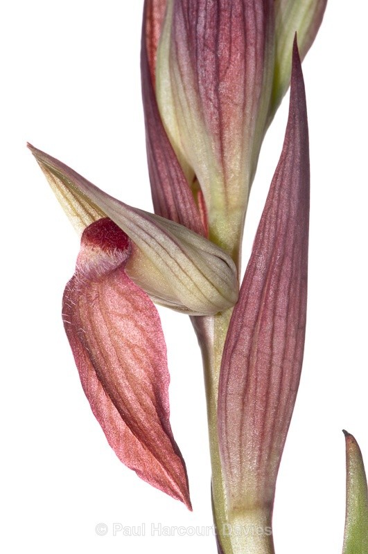  - WB: Orchids - Various