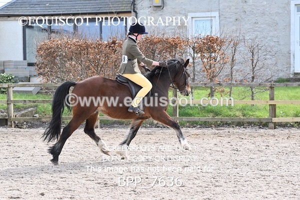 BPP_7636 - RING 1  (RIDDEN HORSES / IN HAND / VETERAN ETC)