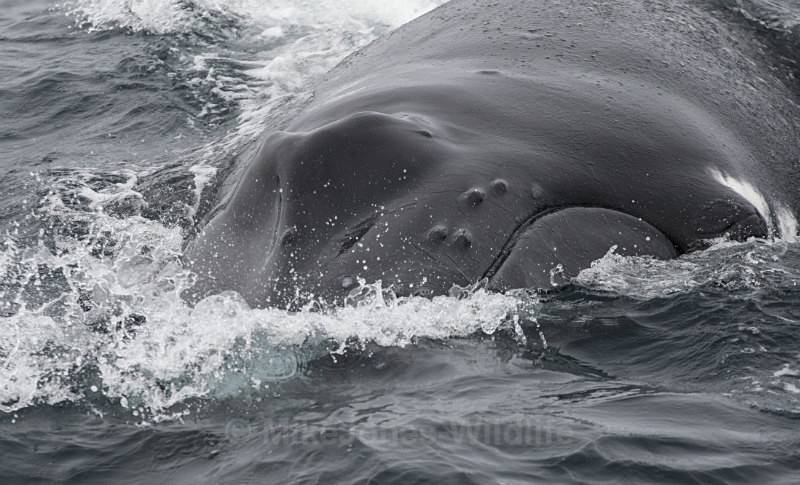 Humpback whale, Azores - WHALES. Azores, Scotland, Iceland.