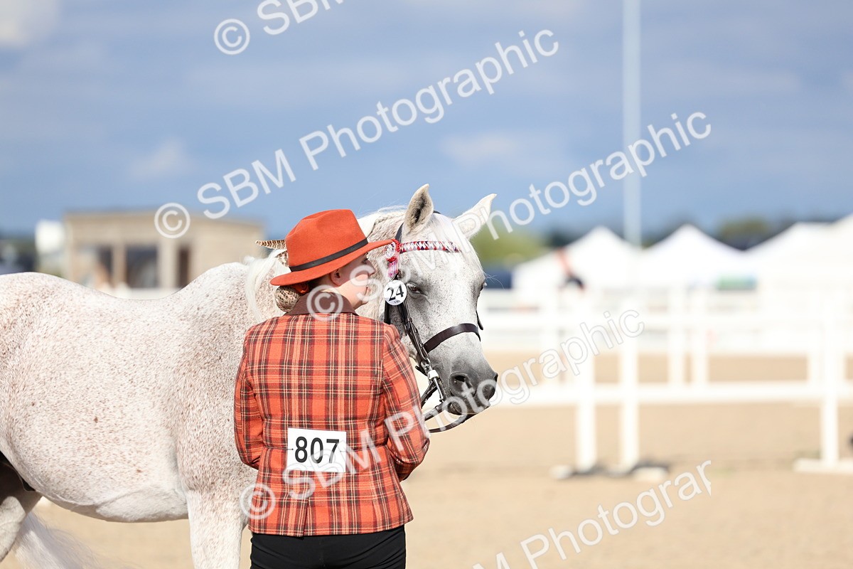 SBM_18778 - Class 317 - IH Pure Bred Horse-Pony