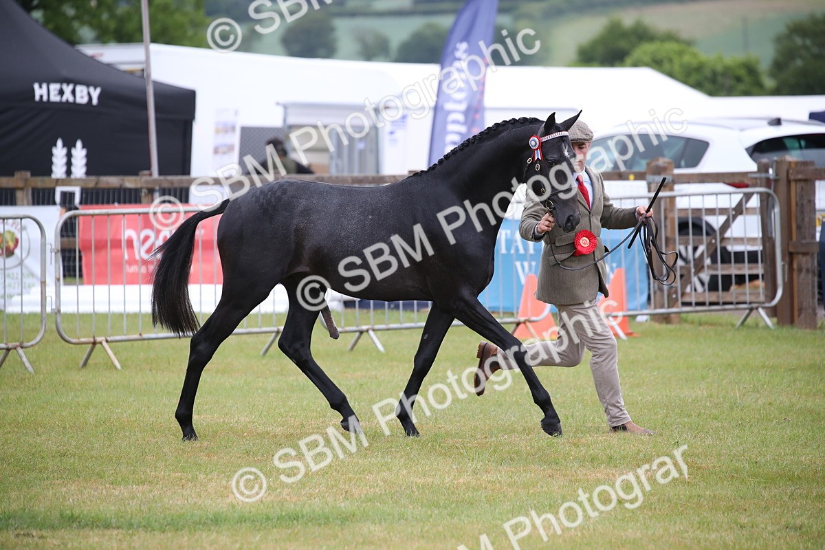SBM_00208 - Class 17-20 - Arab & Part Bred - Anglo Arab In Hand