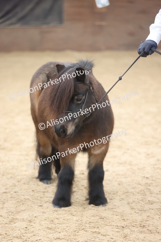 20251109-0383 - Class 14 - Geldings 4 Years and Over