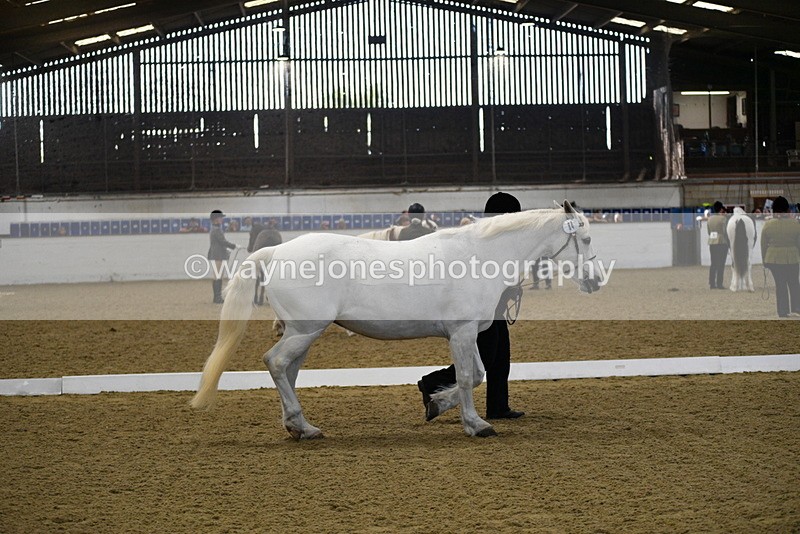 WJ5_3715 - Class 5 In Hand Veterans