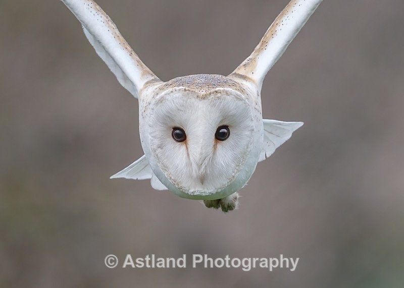 Astland Photography, Bird and Wildlife Images, Susan and Peter Wilson, U.K.