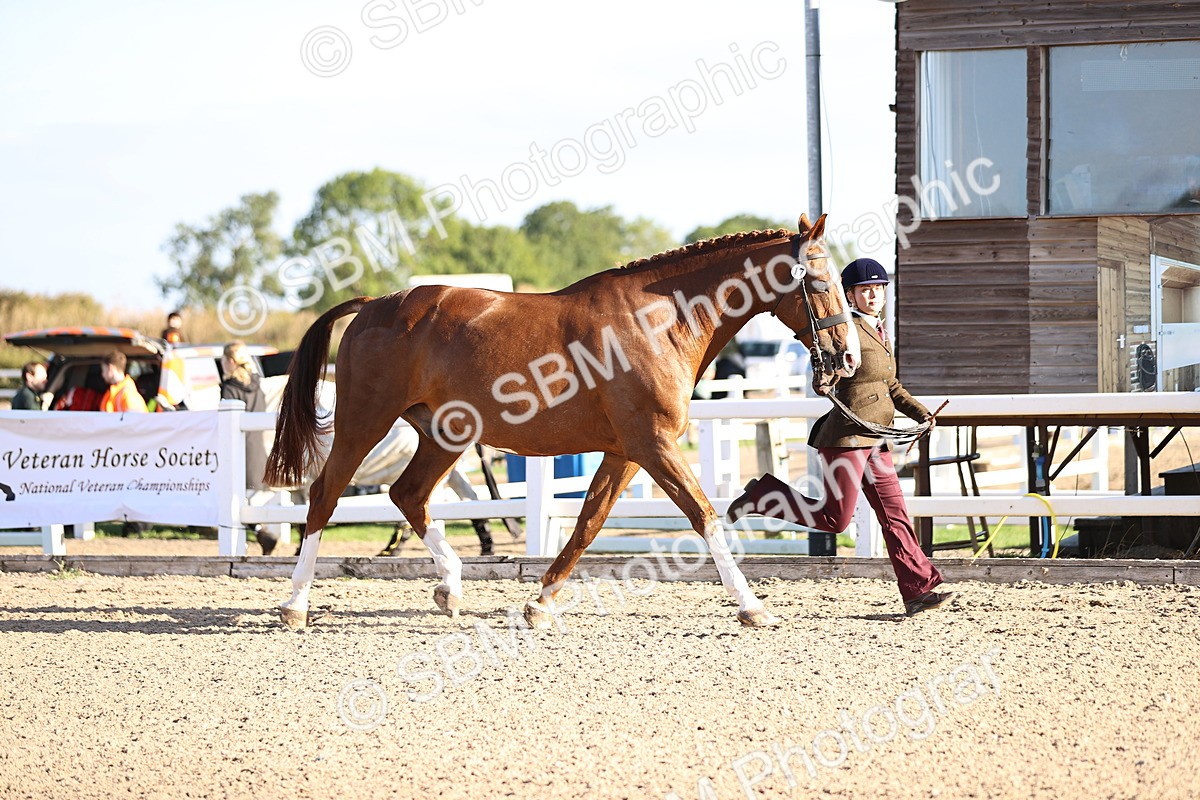 SBM_08319 - Class 401 - IH Veteran Horse