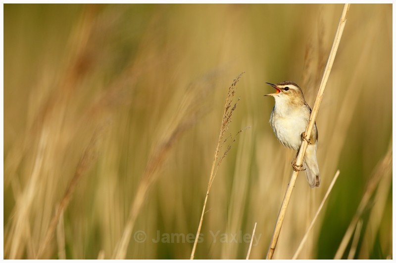 Sedge Warbling - Latest Work