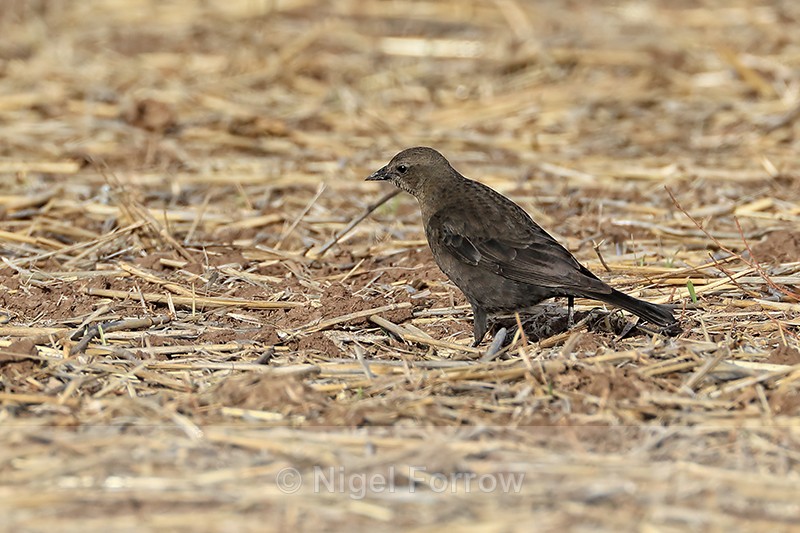 Brewer's Blackbird (female), New Mexico, USA - Brewer's Blackbird