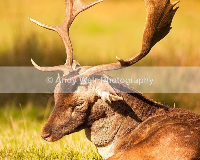 20111022-_MG_6814 - Fallow Deer