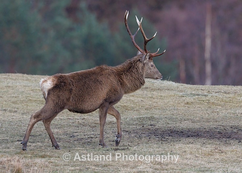 Red Deer - Latest Images