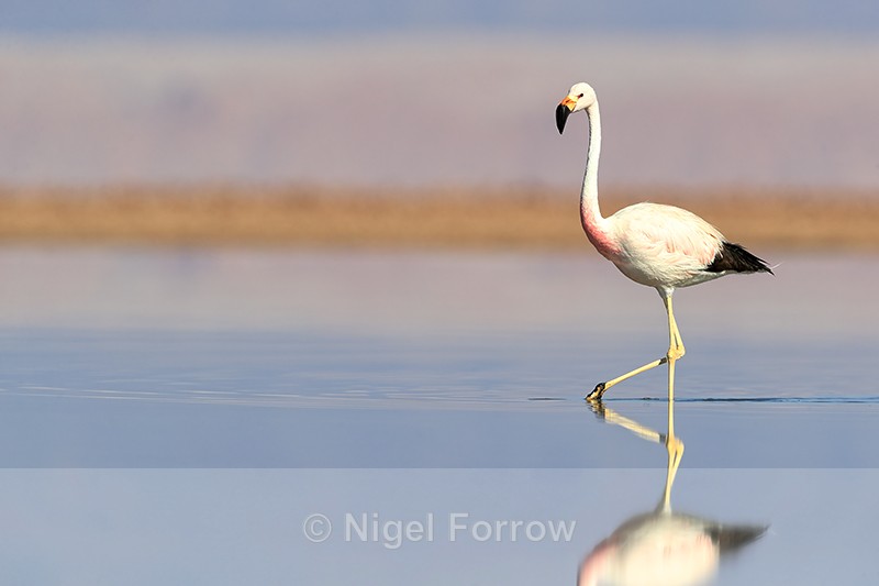 Andean Flamingo wading, Laguna Chaxas, Chile - Andean Flamingo