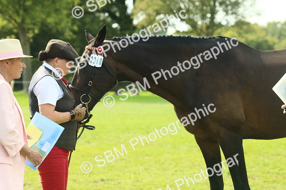 SBM_66558 - S34 - Rehabilitated Rescue Horse & Pony In Hand & Ridden