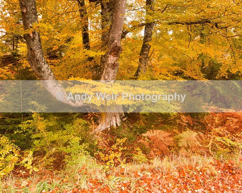 20101024-2951 - Scotland