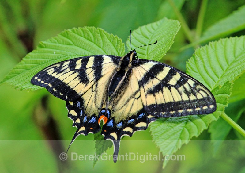 Papilio Canadensis