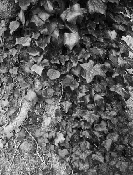Ivy clad - Scattered Black and Whites