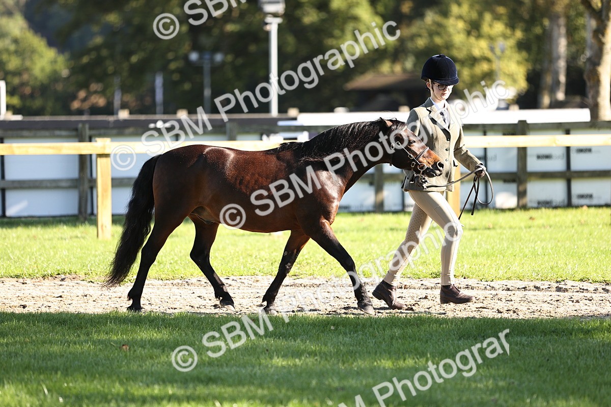 SBM_15877 - S1 - TSR in Hand Horse & Pony Showing